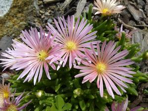 06. Delosperma lososová (35)