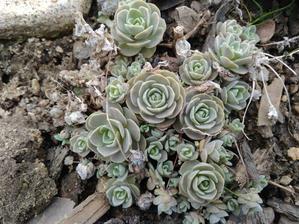 048. Orostachys (šedý) (40)