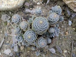 048. Orostachys (šedý) (40)