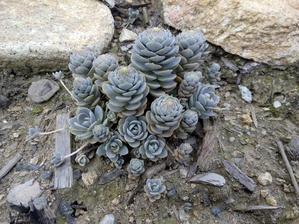 048. Orostachys (šedý) (40)