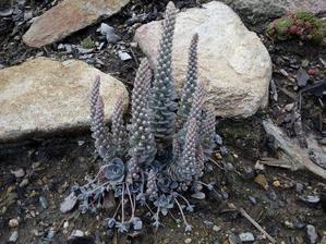 048. Orostachys (šedý) (40)