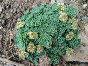 049. Rozchodník pachyclados (modrošedé růžičky) (40)