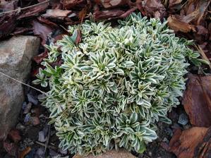 059. Arabis panašovaný (35)