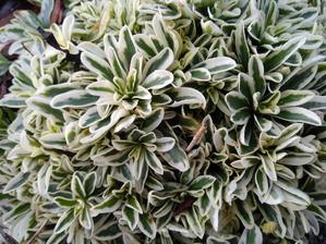 059. Arabis panašovaný (35)