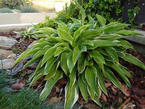 Hosta