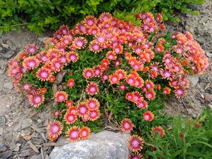 03. Delosperma FIRE SPINNER (35)