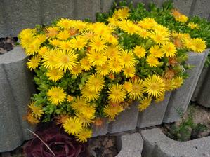 01. Delosperma žlutá (35)