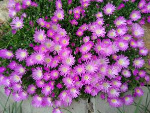 02. Delosperma fialovobílá (35)