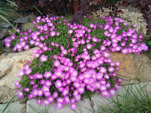02. Delosperma fialovobílá (35)