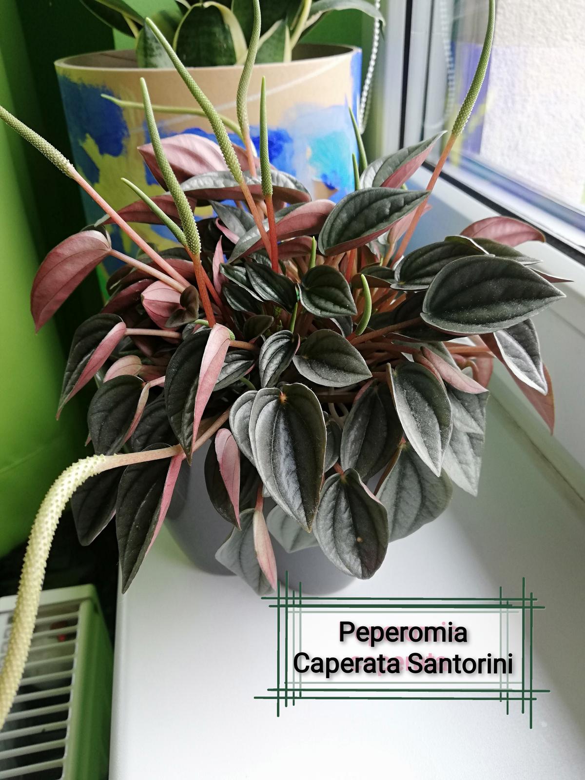 Peperomia Santorini - Obrázek č. 1