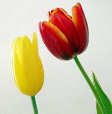 ...tulipány...moja srdcová záležitosť...