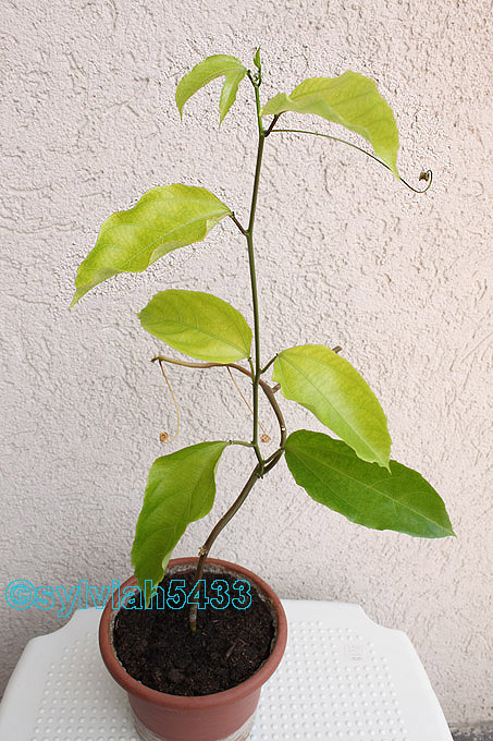 mučenka jedlá - passiflora edulis - Obrázok č. 1
