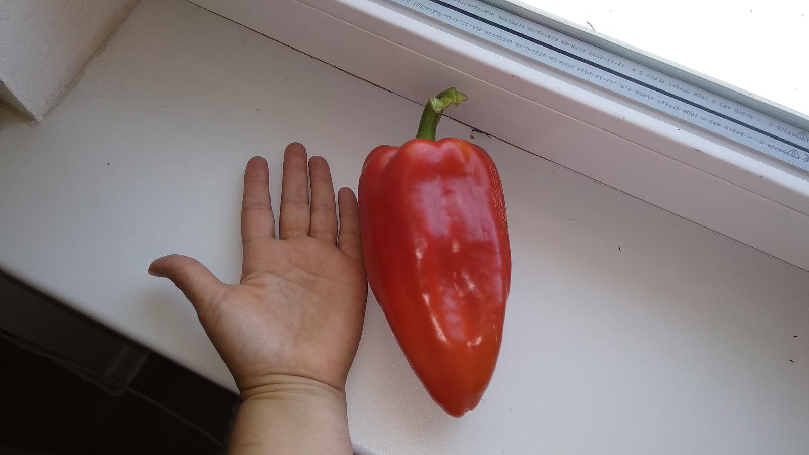 Moja doteraz najväčšia paprika... - Obrázok č. 2