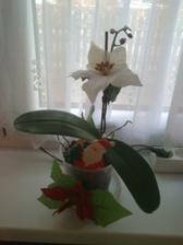 Vianočná orchidea