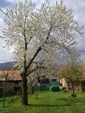 Naša čerešnička