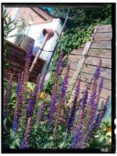 Salvia nemorosa v odkvete