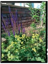 Alchemilka a salvia