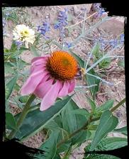 Echinacea v ruzovom a bielom v kombinacii s modrou ruskou salviou