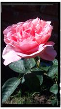 Ruza dames de chenonceau, prvy kvet