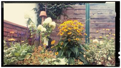 Salvia ma druhe kolo kvitnutia, hortenzia limelight, rudbekia, alchemilka, nechtik kadetade