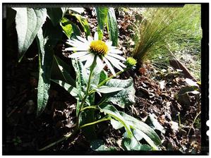 Echinacea alba white, nove jesenne