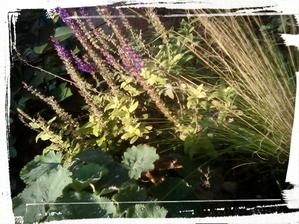 Salvia nemorosa kvitne uz od maja doteraz, piaty mesiac