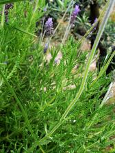 Lavandula × allardii. Tato levandule se mi moc líbí, má lístky úplně jiné, než ostatní levandule. Je ale mrazuvzdorná jen do -6°C, takže se musí na zimu uklízet.