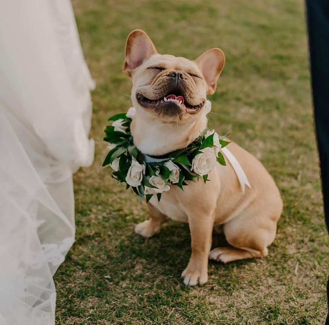 10 fotiek psíkov na svadbe, ktoré ti zlepšia deň! :) - Obrázok č. 5