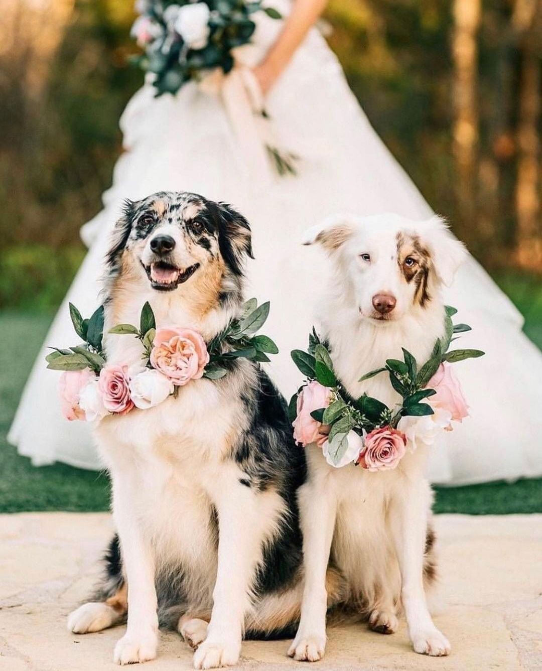 10 fotiek psíkov na svadbe, ktoré ti zlepšia deň! :) - Obrázok č. 9