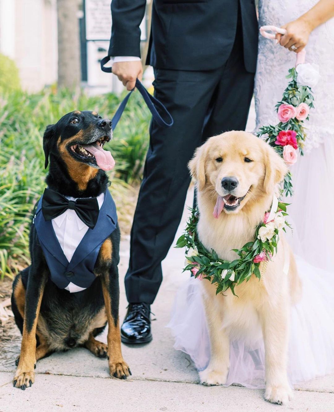 10 fotiek psíkov na svadbe, ktoré ti zlepšia deň! :) - Obrázok č. 6