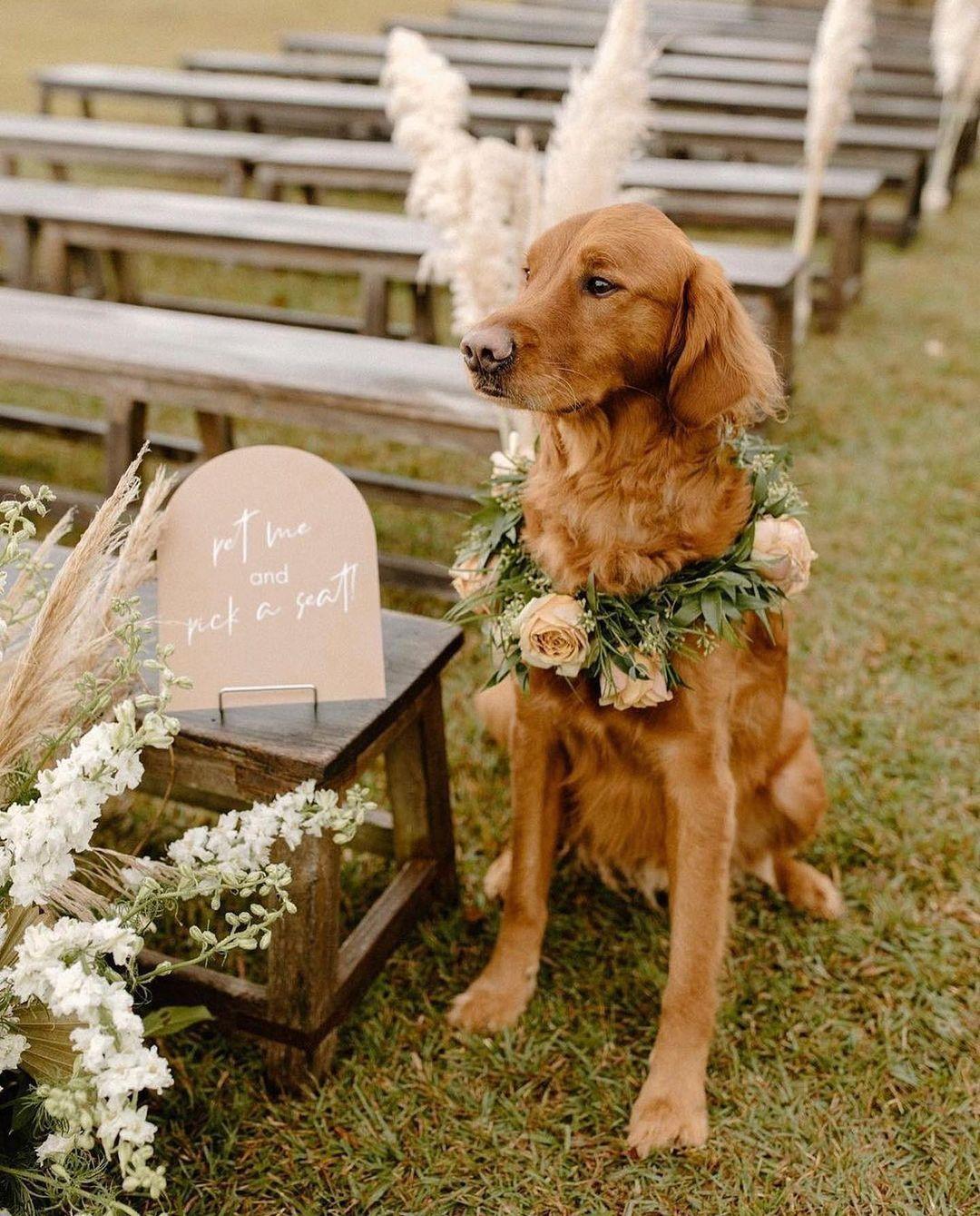 10 fotiek psíkov na svadbe, ktoré ti zlepšia deň! :) - Obrázok č. 7