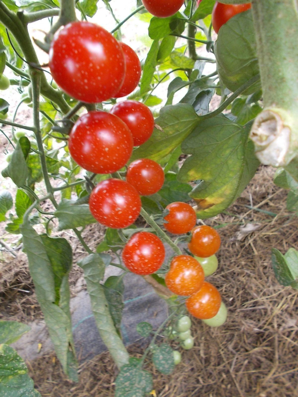 Letos pěstuji cherry rajčata... - Obrázok č. 4