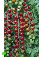 Paradajka Cherry Supersweet 100- semená - Obrázok č. 1