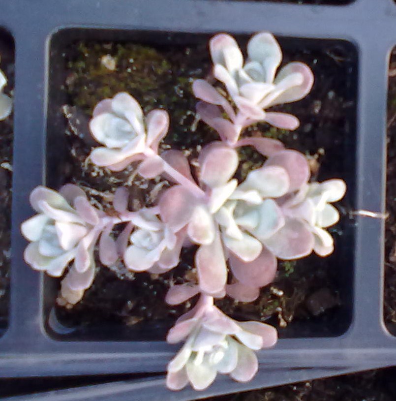 Sedum spathulifolium  - Obrázok č. 3