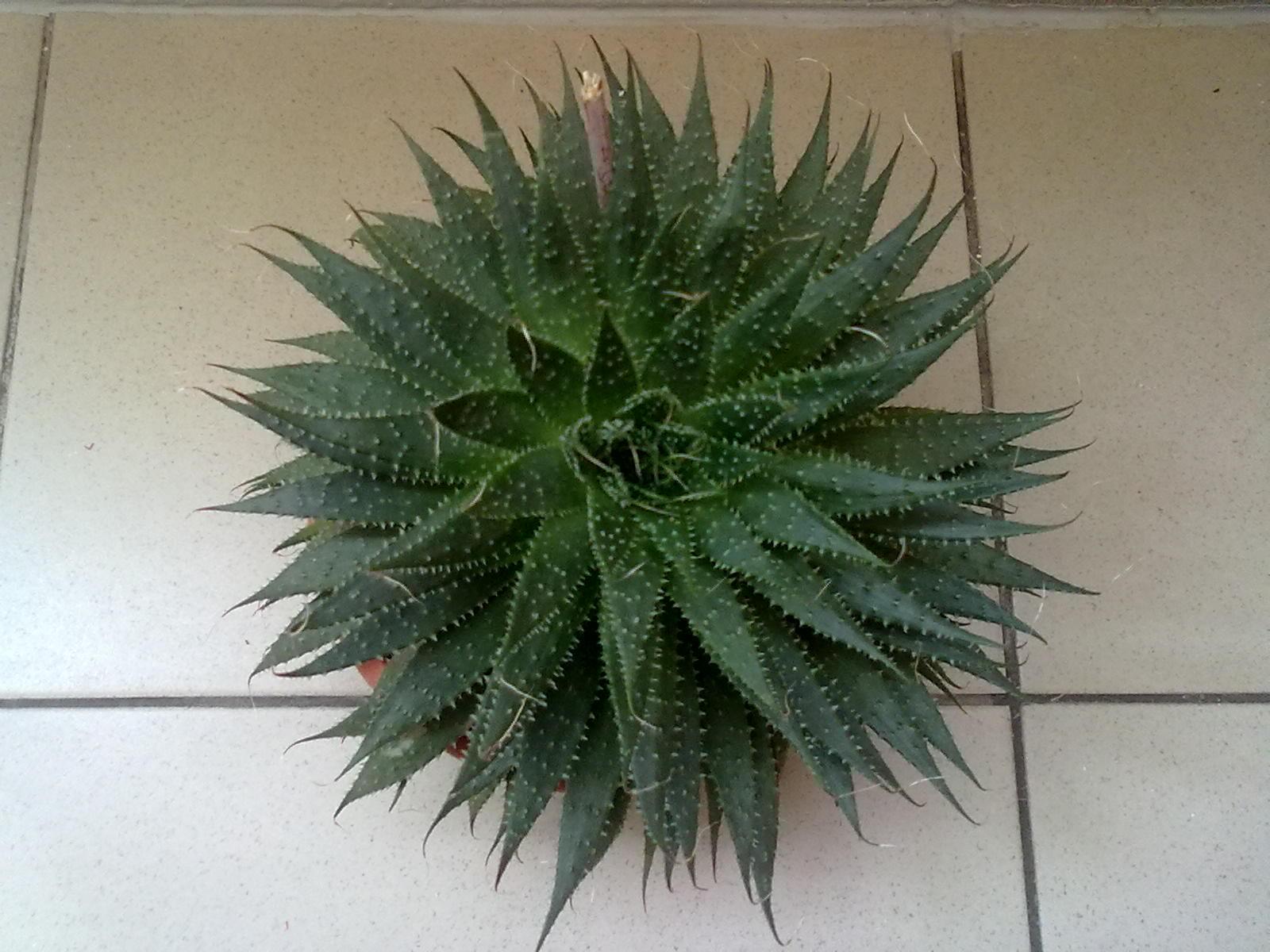 Aloe - 4 druhy - Obrázok č. 1