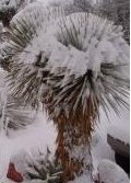 Yucca rostrata - sadeničky - Obrázok č. 1
