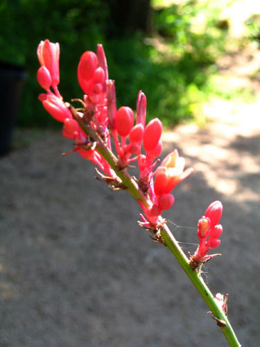 Red yucca - mrazuvzdorná (semená) - Obrázok č. 2
