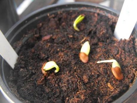Albizia julibrissin - semená - Obrázok č. 2