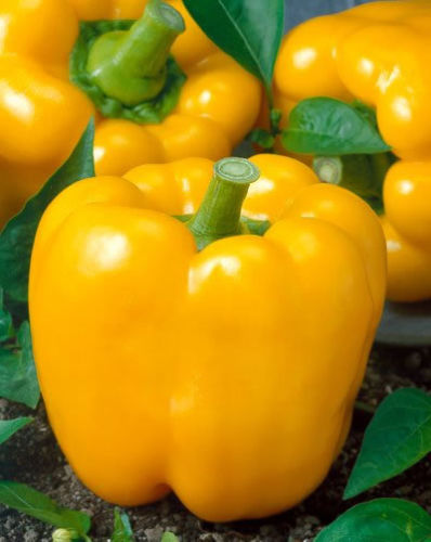 Golden California Wonder - sladká paprika - semená - Obrázok č. 1