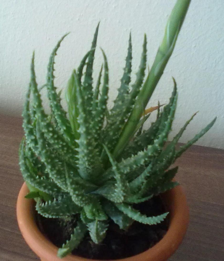 Aloe humilis - Obrázok č. 1