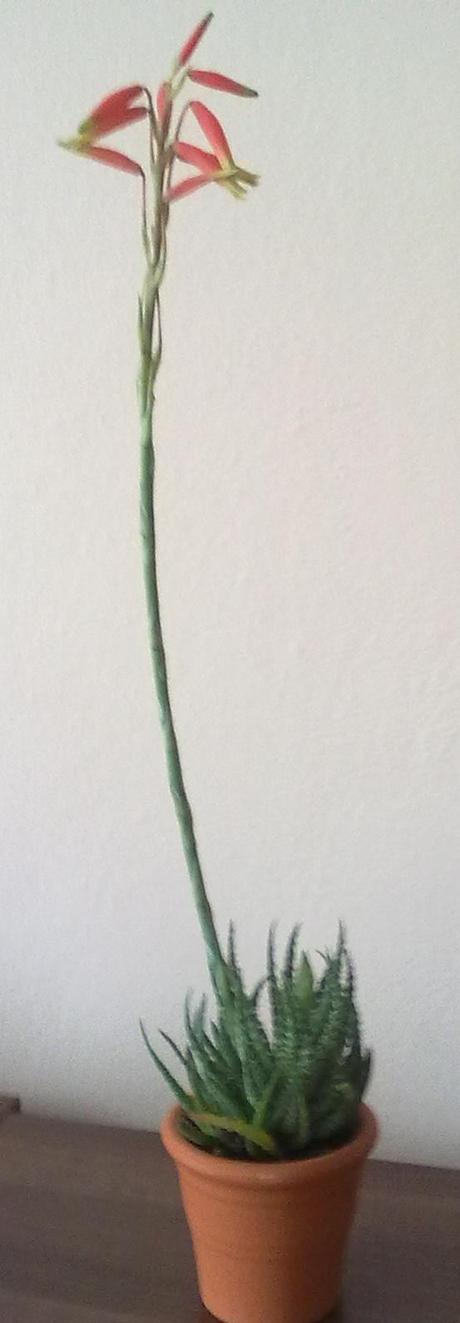 Aloe humilis - Obrázok č. 2