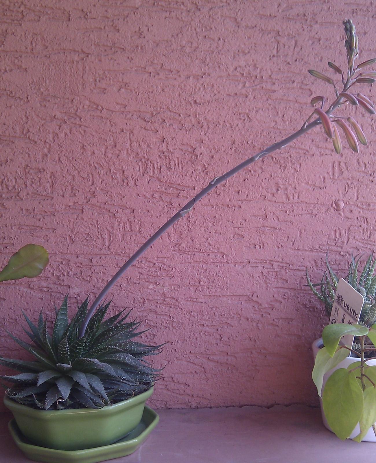 Aloe aristata - Obrázok č. 3