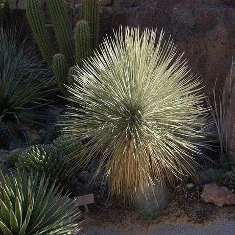 Yucca elata - semená - Obrázok č. 1