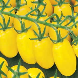 Paradajky - Daterrino Yellow - semená - Obrázok č. 1