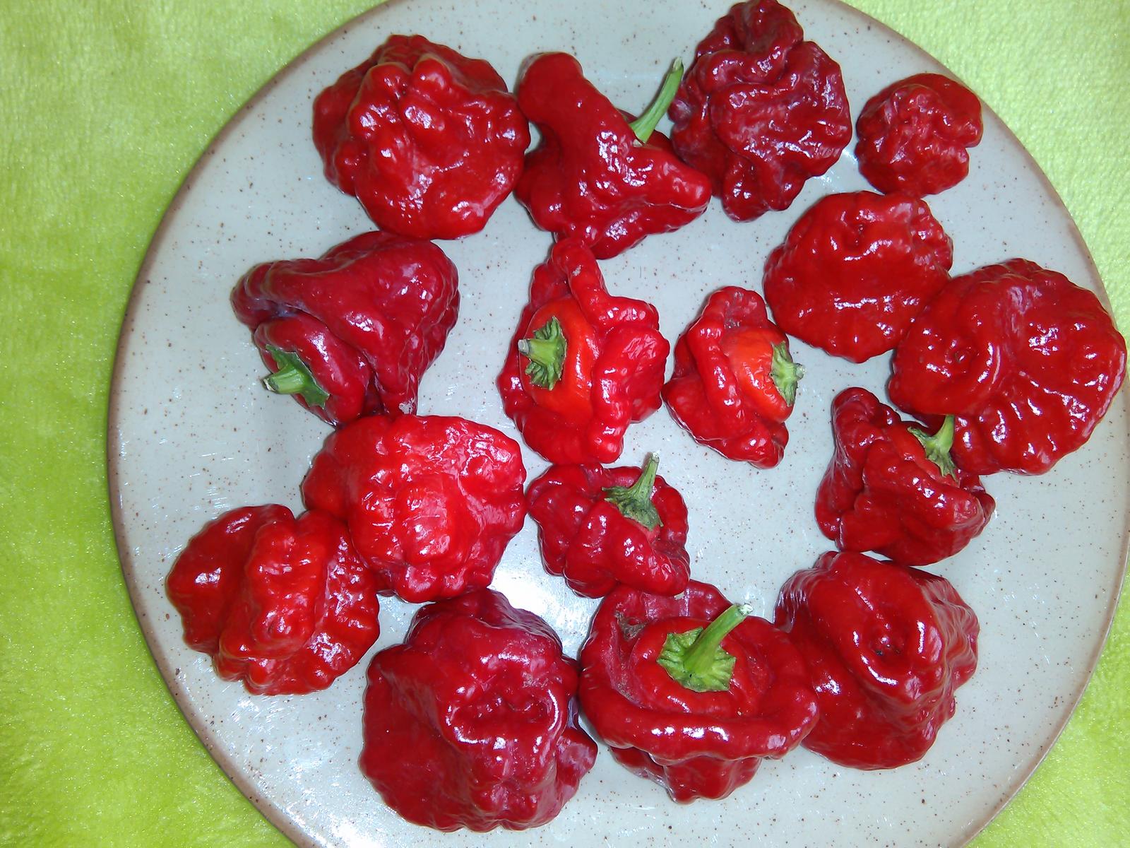 Jamaican Hot Red - chilli - semená - Obrázok č. 1