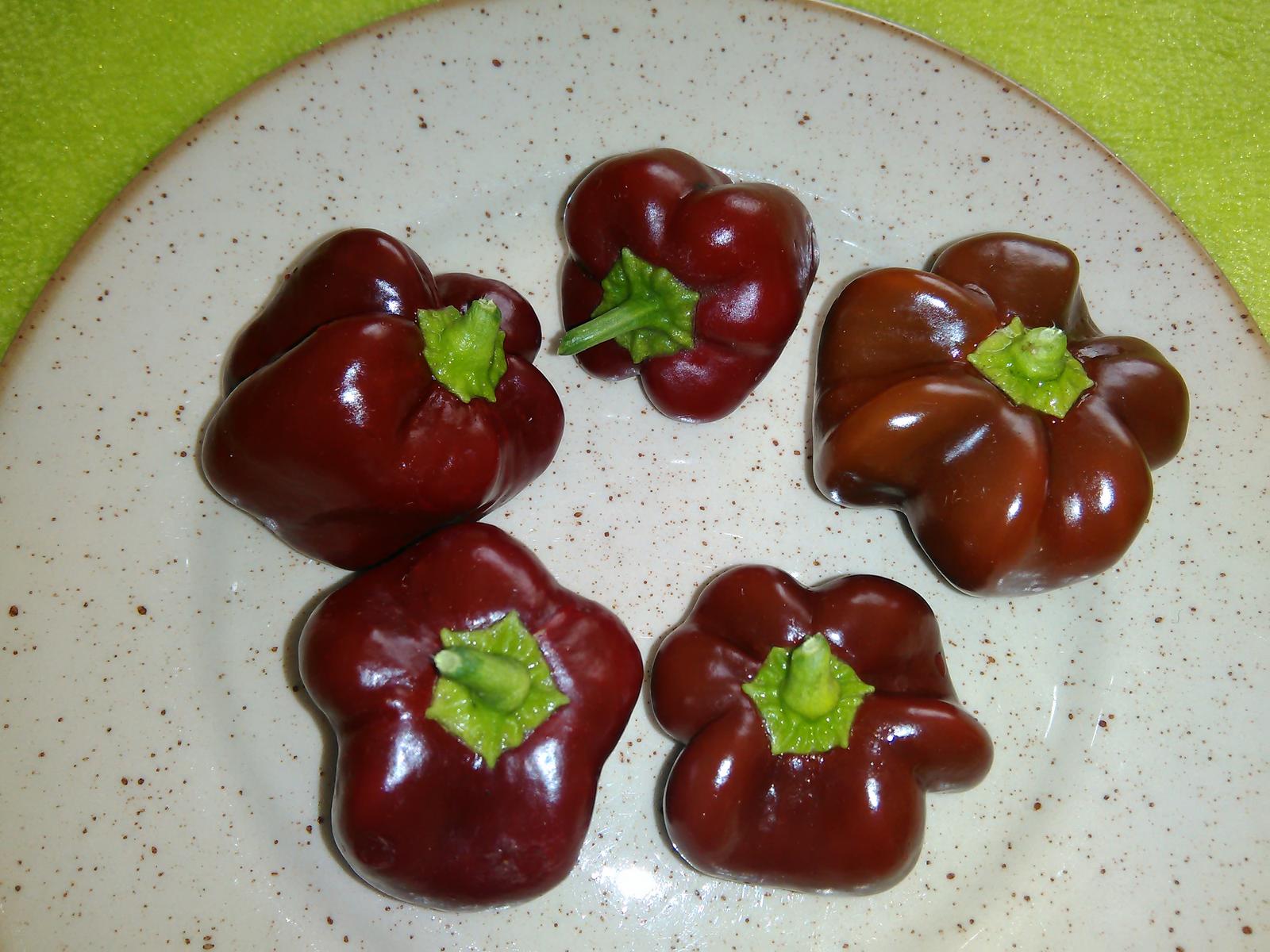 Sladká paprika Mini Bell Chocholate - sadeničky - Obrázok č. 1