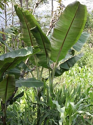 Musa sp. Helen's Hybrid (semená)  - Obrázok č. 2