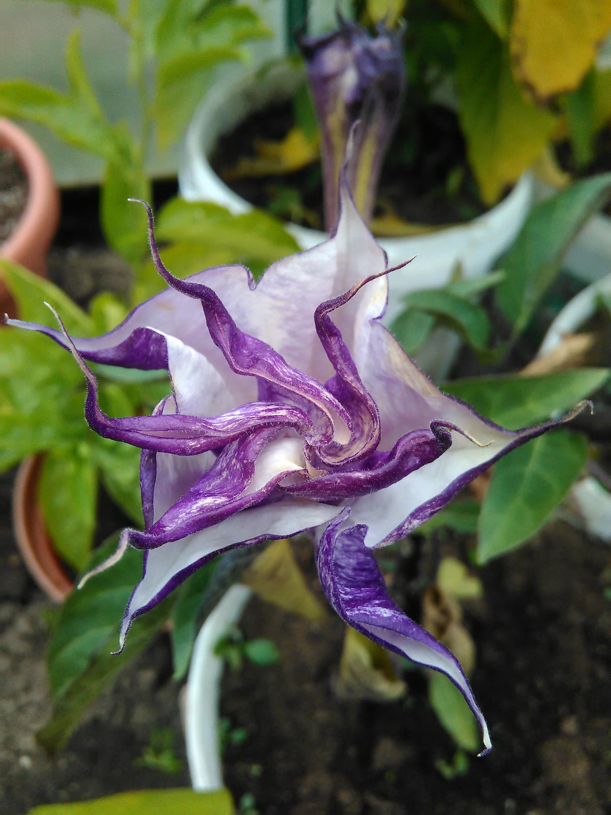 Datura Double Purple Queen (semená) - Obrázok č. 1