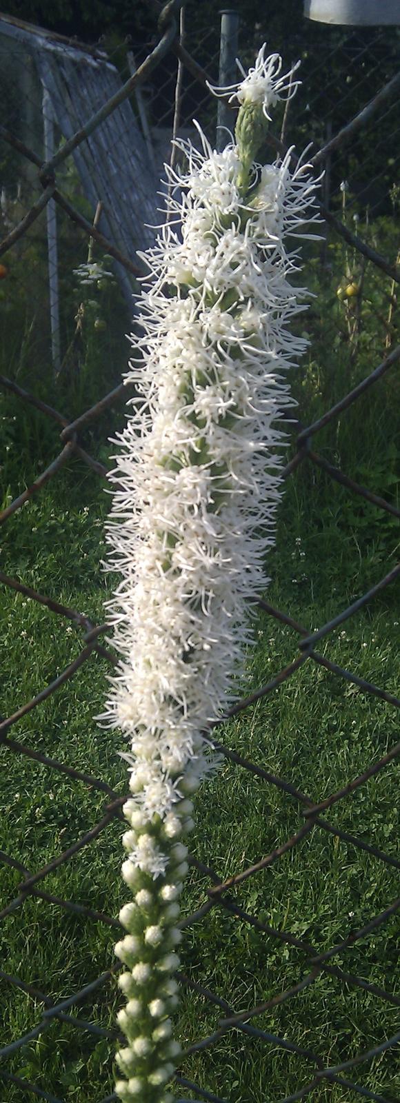 Liatris spicata - semená - Obrázok č. 1