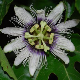 Passiflora edulis - sadeničky - Obrázok č. 1